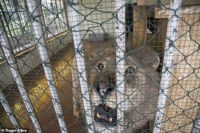 Tre luanët bllokohen në Shqipëri, “Daily Mail” i kërkon llogari Ministrisë së Turizmit