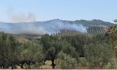 Dy vatra zjarri shkrumbojnë 300 rrënjë ullinj në Fier