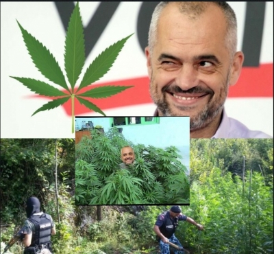 Kanabisi i prodhuar në Shqipëri, si hyri në ekonomi e politikë