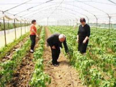 Alarmohen bizneset e agroindustrisë, u trefishohet TVSH e pagueshme...