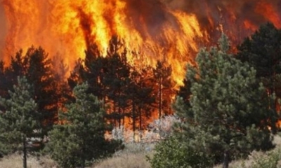 Tepelenë/ Merr flakë kurora e gjelbër