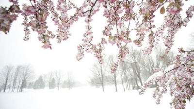 Dimër në pranverë, bora zbardh Dibrën, raportohen dëme në bujqësi