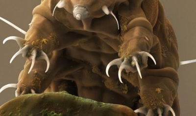 Zbulohen arinjtë e ujit një kilometër nën akull