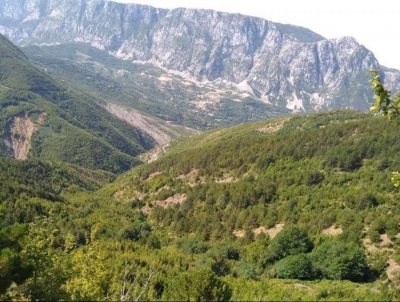 Berisha publikon FOTOT/ Plantacione masive malli ‘limonash’ në Malësitë e Krujës!