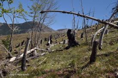 Si po zhduken pyjet në Shqipëri, jemi të fundit ne rajon