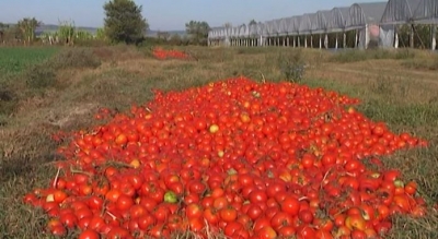 Fermerët e Lushnjës drejt falimentimit/ Shumica e prodhimit përfundon në plehra