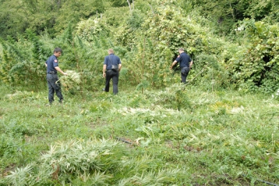 Zbulohet parcela e radhës me kanabis, policia deklaron zero mbjellje