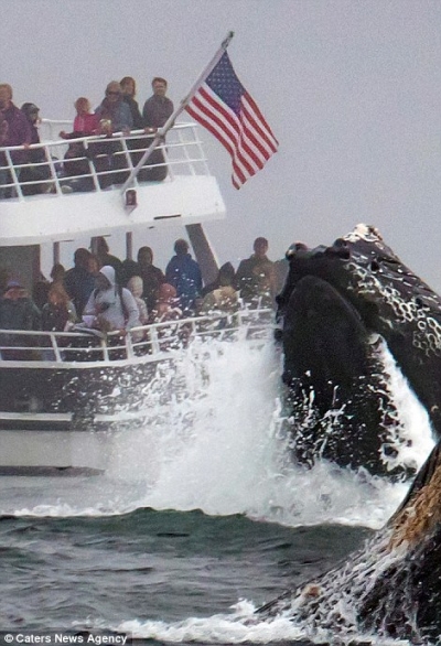 Një pamje e papërsëritshme, balena 40 tonëshe del në sipërfaqe (FOTO)