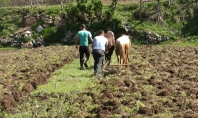 “Të mbjell hashash më kapin, me kokainë s’të gjen gjë!”/ Revolta e fermerit: S’kemi lekë as për...